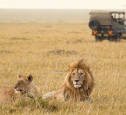 Male-and-female-lion-and-4x4-vechicle-on-tanzania-safari-vs-kenya10101