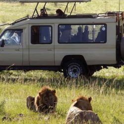 african_memorable_safaris_lions