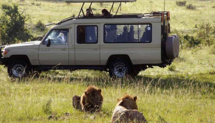 african_memorable_safaris_lions