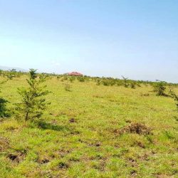 Mwalimu-Farm-50_100-plots-2-1