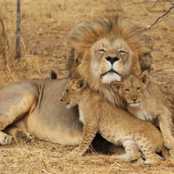 MAASAI-MARA