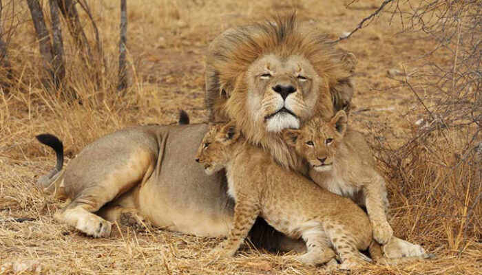 MAASAI-MARA