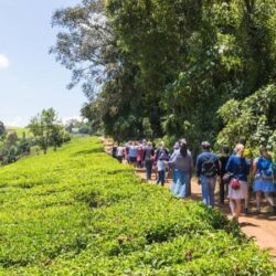 Farm Tours Kenya